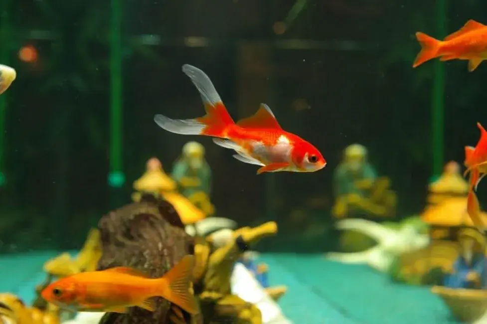Solidna szafka pod akwarium 200l krok po kroku. Uniknij kosztownych błędów!