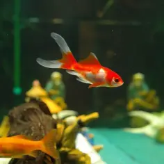 Solidna szafka pod akwarium 200l krok po kroku. Uniknij kosztownych błędów!